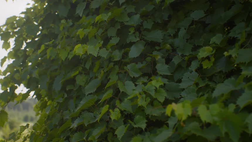 A day-to-night time-lapse shows fireflies emerging and lighting up a wall of green grape leaves as the sun sets