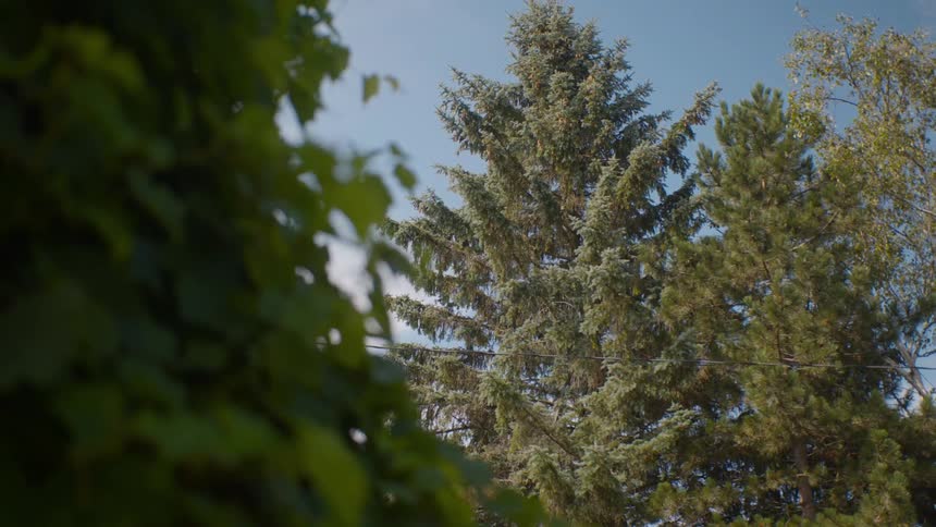 A low-angle view of tall evergreen trees swaying gently in the breeze under a clear blue sky on a sunny day