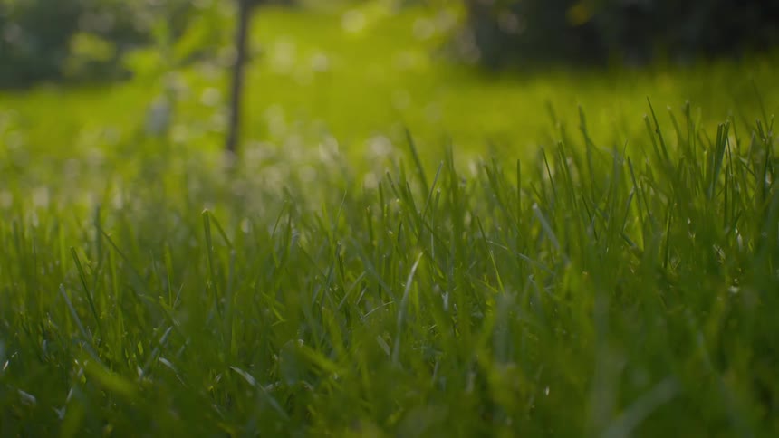 A serene close-up of sunlit green grass on a lawn with a soft, blurry background