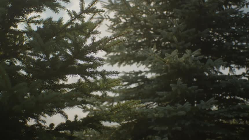 A close-up view of lush evergreen branches gently swaying in a peaceful breeze