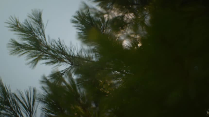 The sun gently filters through the branches of a pine tree in a serene, slow-motion close-up