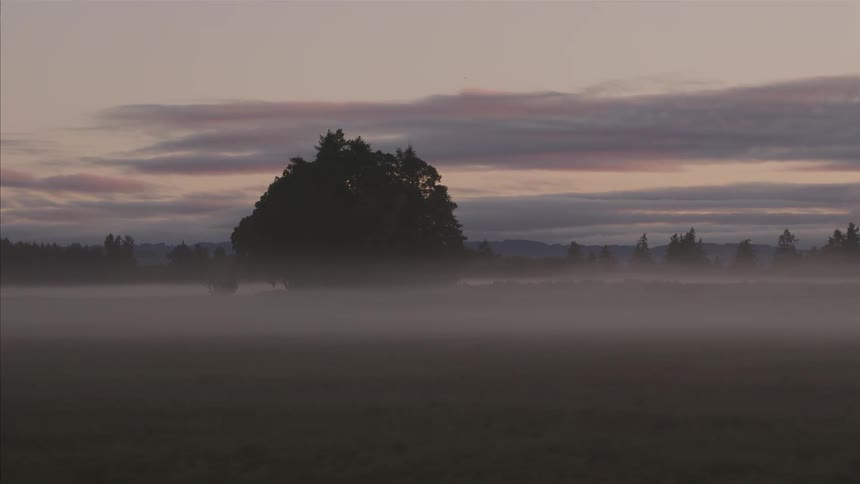 A tranquil sunrise reveals a thick blanket of fog covering a rural field with a silhouette of trees