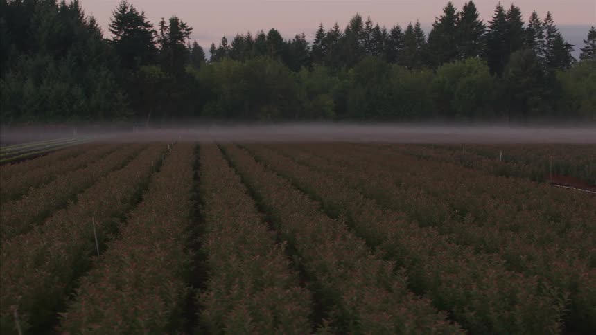 Slowly panning over rows of crops on a farm as a thick layer of fog hovers over the fields at dusk