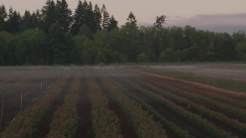 A slow panning shot reveals a vast agricultural field with rows of crops shrouded in a layer of early morning fog