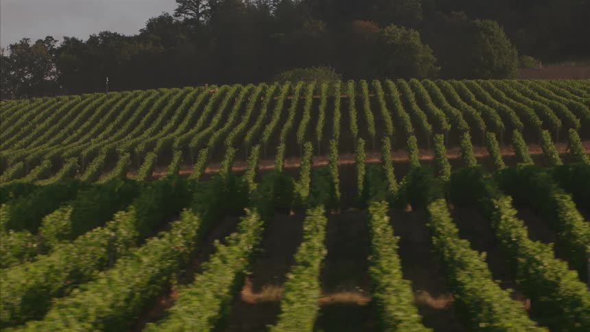 A scenic tracking shot passes by endless rows of green grapevines in a beautiful vineyard on a rolling hill
