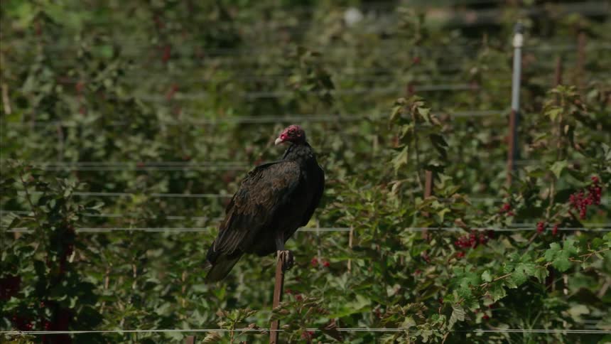 A Turkey Vulture perches on a metal post in a sunny berry field as the camera slowly zooms in and out