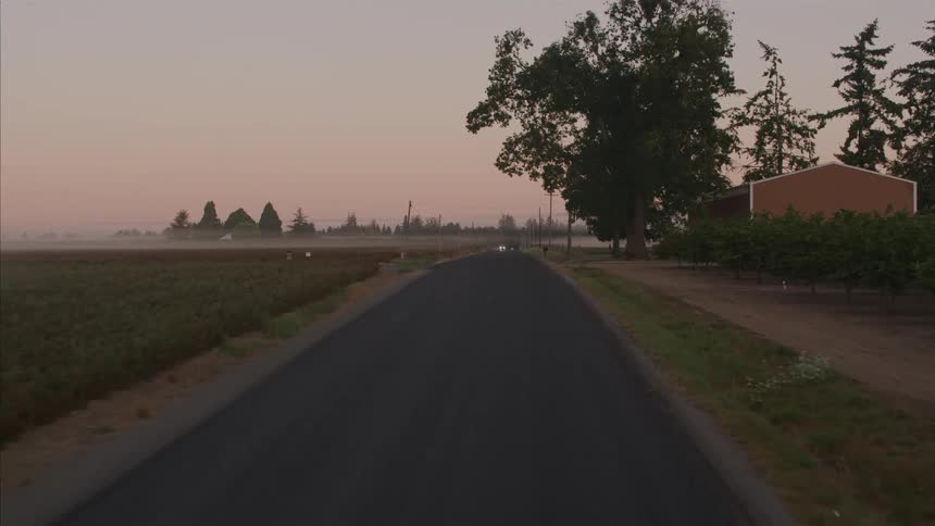 A slow, forward-moving shot emerges from a dark tree canopy onto a quiet country road at sunrise, revealing misty farmland