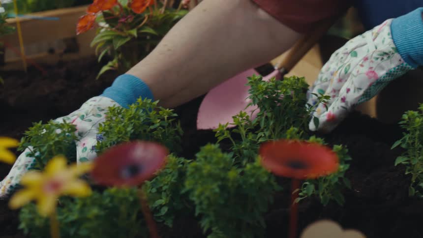 A senior woman lovingly tends to her garden, planting new seedlings, before receiving a warm embrace from her granddaughter