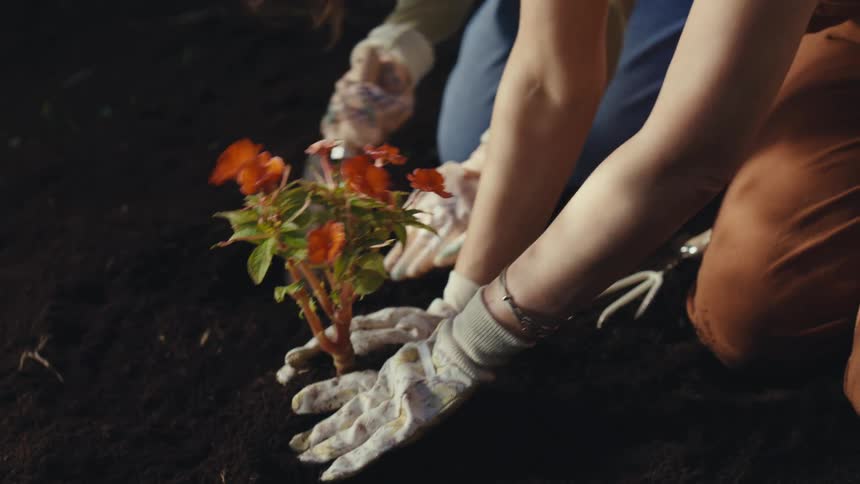 A close-up shot of two women wearing gardening gloves as they carefully plant a small flowering plant together in the rich soil of their garden