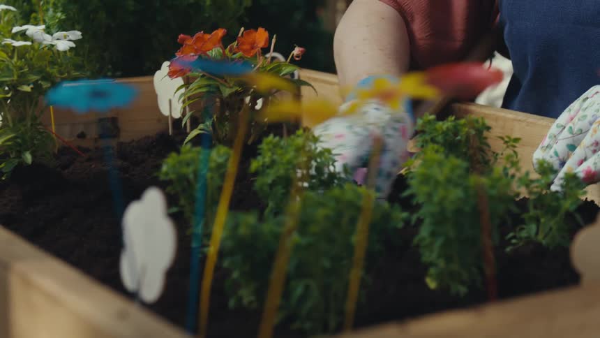 A smiling elderly woman with glasses wearing an apron and gloves tends to the plants in her raised garden bed