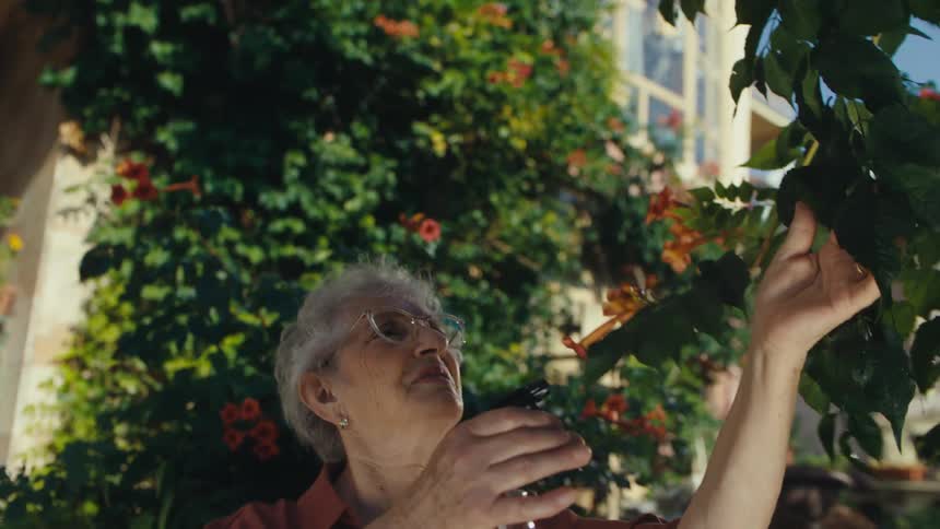 A serene elderly woman in an apron lovingly waters her vibrant orange trumpet vine flowers in a sun-drenched garden