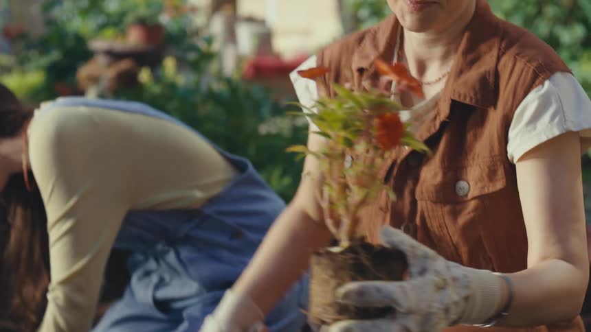 A woman with glasses and gardening gloves carefully takes a red flowering plant from its pot and plants it in the rich soil of her garden on a sunny day