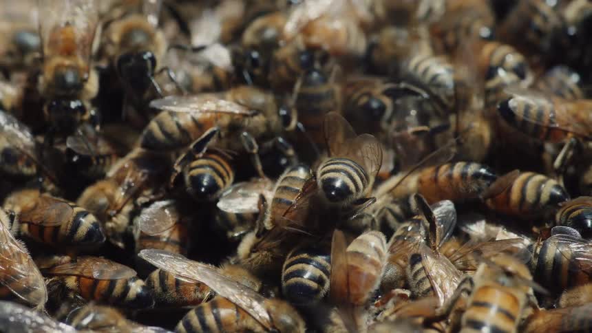 An extreme close-up macro shot shows a dense swarm of honeybees crawling over one another
