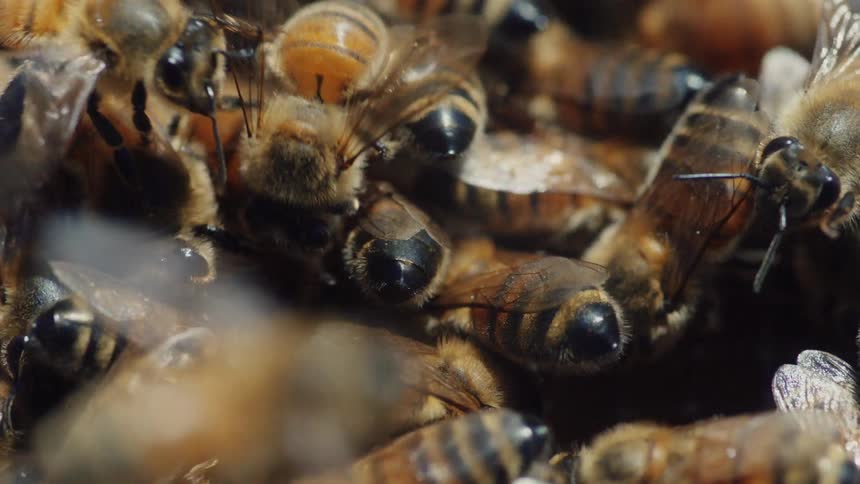 Extreme close-up macro shot of a dense cluster of honeybees moving together in their hive
