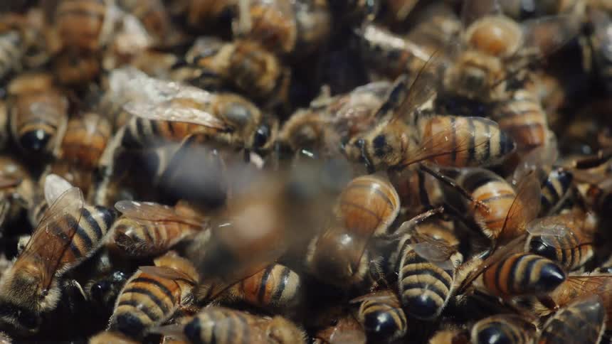 An extreme close-up macro shot of a massive, buzzing swarm of honeybees crawling over one another