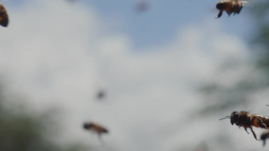 A mesmerizing close-up of honeybees flying in slow motion against a cloudy sky