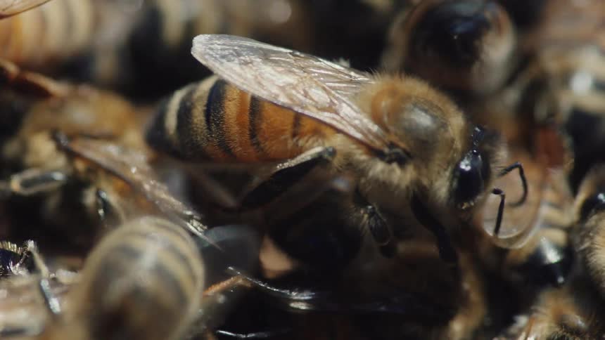 A macro view captures a honeybee crawling amidst a teeming swarm of its colony inside a dark beehive