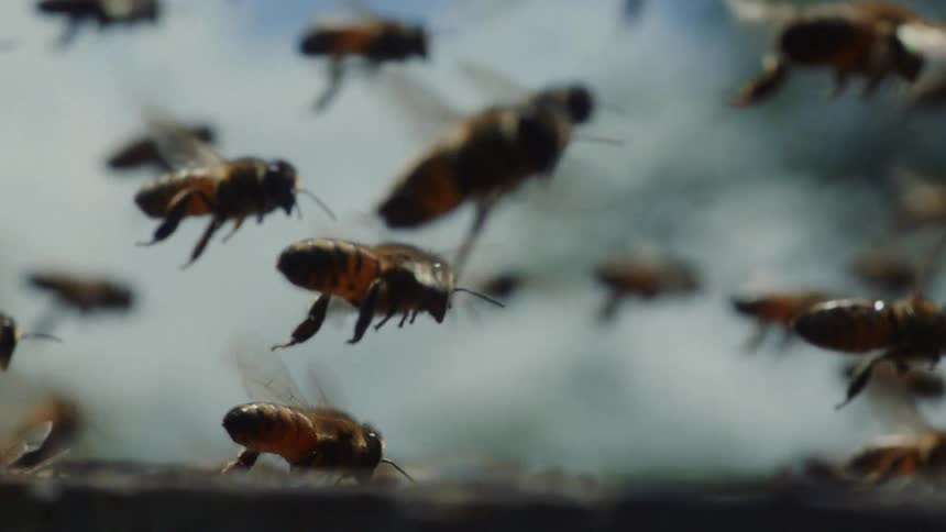 Honeybees swarm and fly in slow motion in a detailed close-up shot