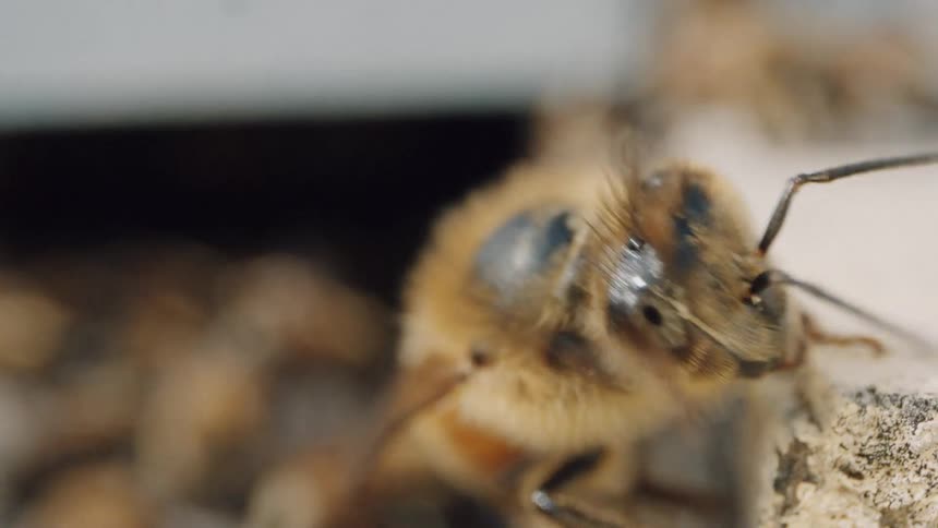 An extreme macro close-up of a fuzzy honeybee cleaning its face and antennae at the entrance of a beehive