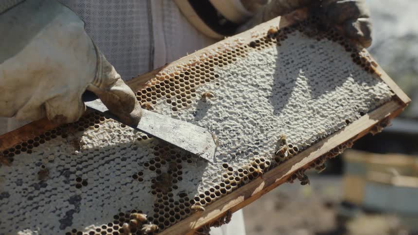 A beekeeper in a protective suit uses a special tool to scrape the wax cappings off a honeycomb frame to harvest honey