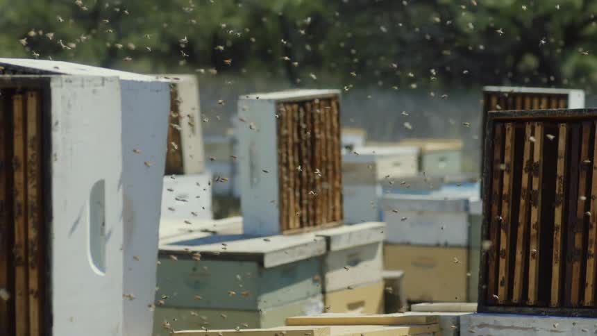 A bustling swarm of honey bees flies around multiple wooden beehives at an apiary in slow motion