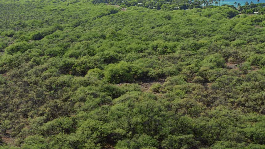 A slow aerial zoom-out shot reveals a vast, dense green forest stretching towards a distant tropical coastline