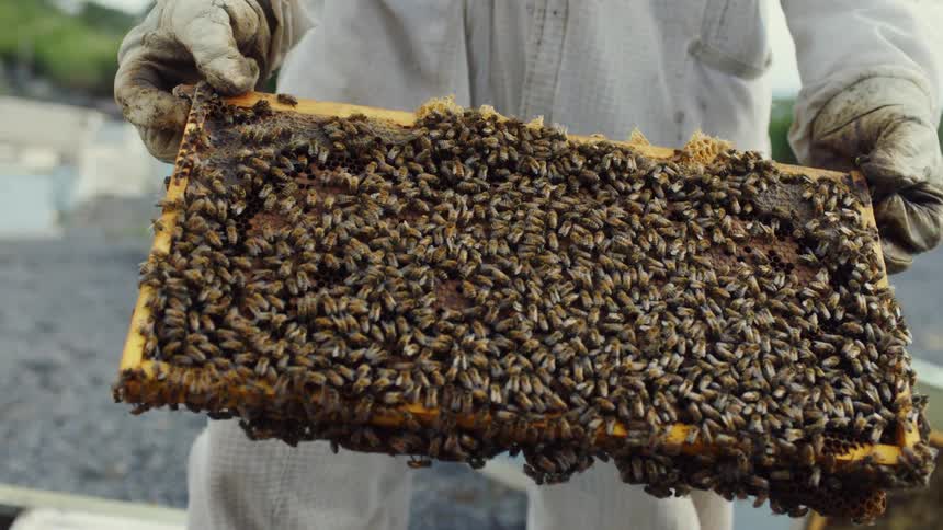 An apiarist wearing a protective suit and gloves inspects a honeycomb frame covered in busy bees