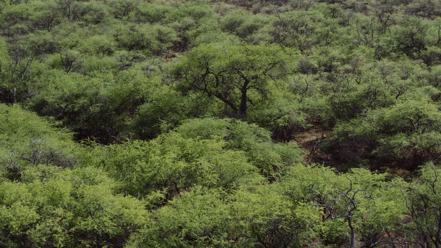 A vast, dense forest of lush green trees blankets a rolling hillside