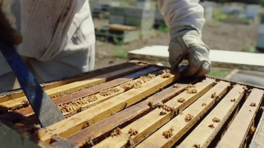 A beekeeper in a protective suit uses a hive tool and brush to remove a honeycomb frame from a beehive in an apiary