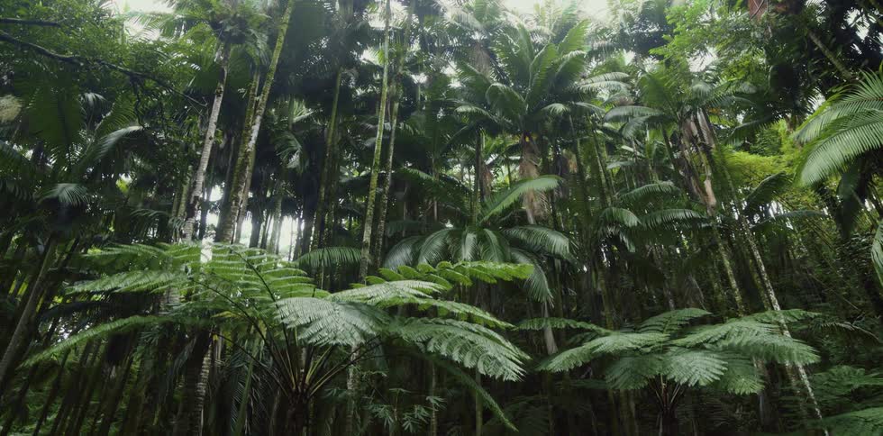 Slowly revealing the lush green ferns and towering palm trees of a dense tropical rainforest canopy