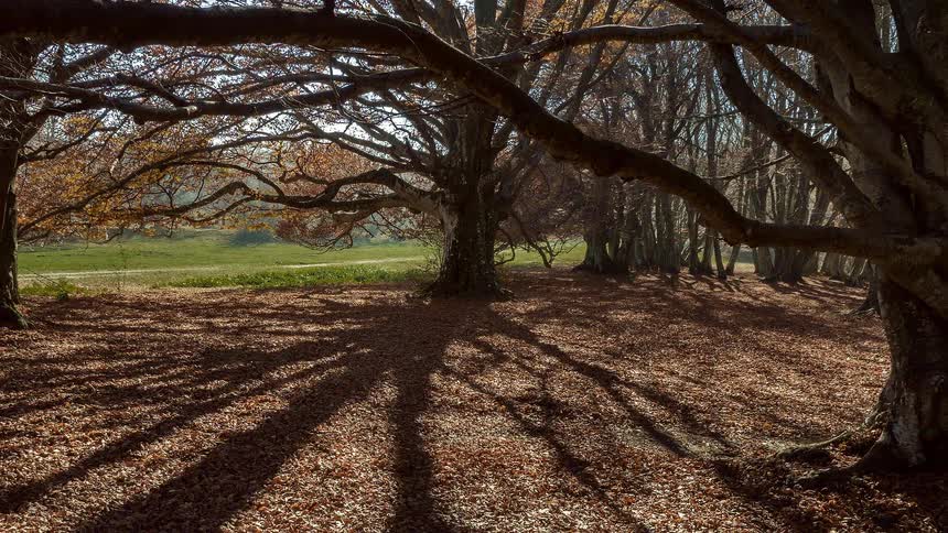 Sunlight filters through ancient trees, casting long, dramatic shadows across the autumn leaf-covered forest floor