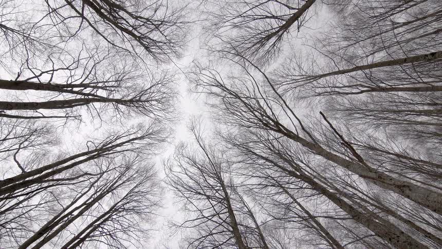 A serene, upward-looking view of tall, bare trees in a winter forest as the camera slowly pulls away