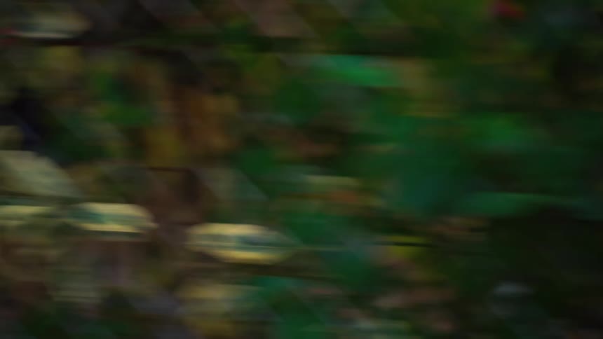 A fast, blurry whip pan settles on a close-up of variegated leaves growing through a rusty chain-link fence