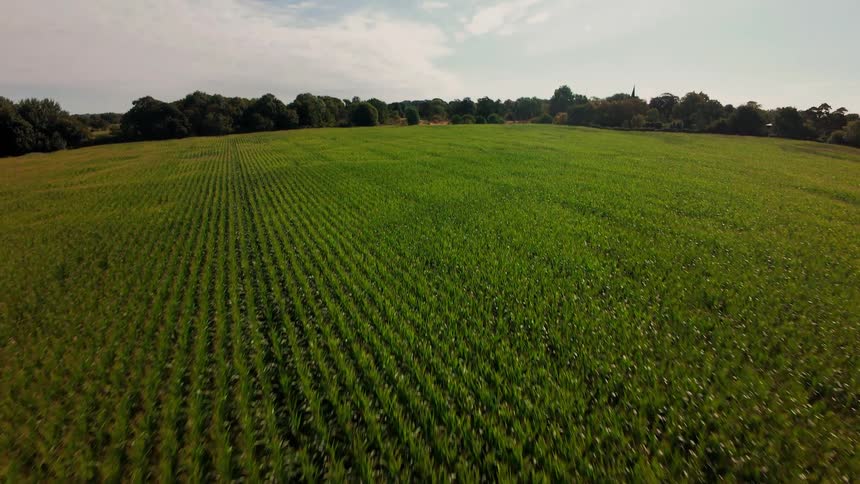 A fast aerial shot pulls back over a vast green cornfield, tilting up to reveal the treeline and sunny sky