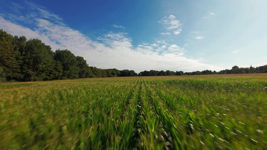 FPV drone flies rapidly backwards just above a lush green cornfield on a clear, sunny day