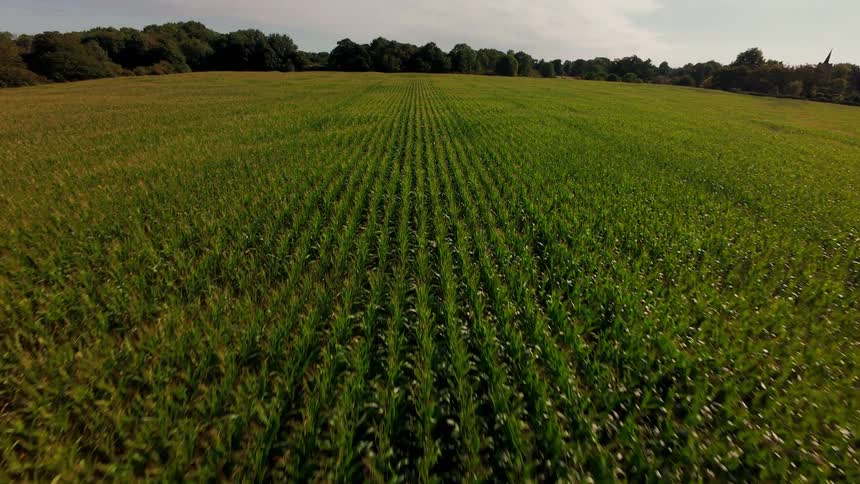 A dramatic aerial reveal shot pulls back over a vast green cornfield with perfectly planted rows on a sunny day