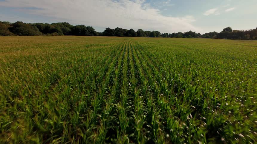 A smooth, low-level drone flight glides quickly over a vast green cornfield planted in perfect rows under a partly cloudy sky
