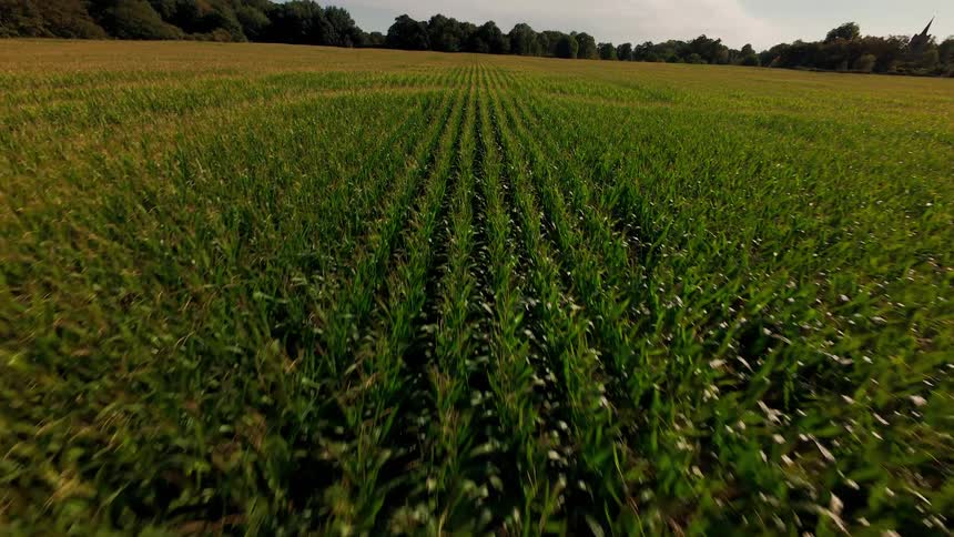 A low-altitude aerial shot flies backward over neat rows of corn, gradually revealing the vast, lush green field on a bright day