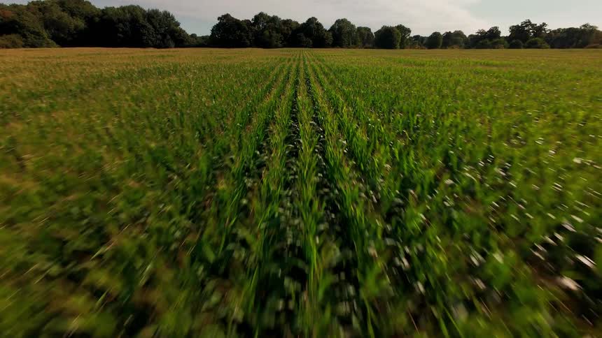 A fast, low-level aerial shot flying backward over a vast green cornfield planted in straight rows