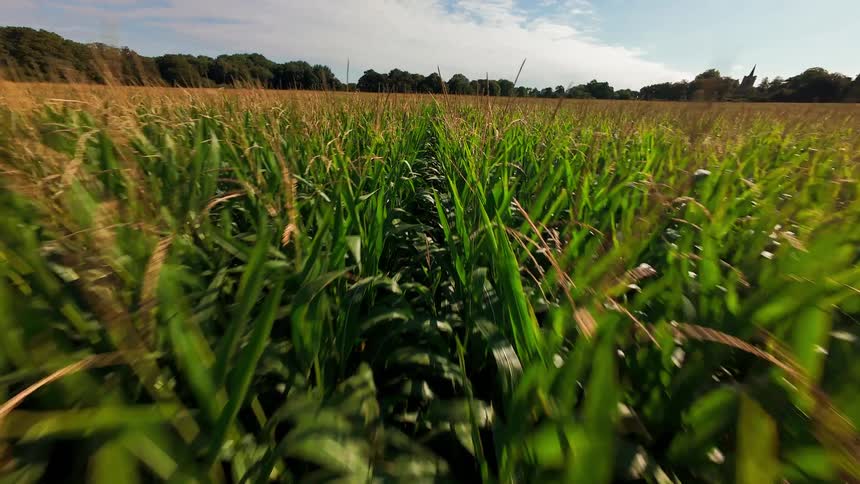 A thrilling point-of-view shot flies rapidly between the green rows of a vast cornfield under a sunny sky