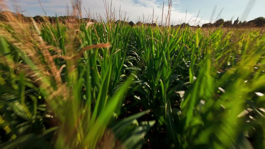 A steady, low-angle reverse tracking shot moves through a vast and lush green cornfield on a sunny day