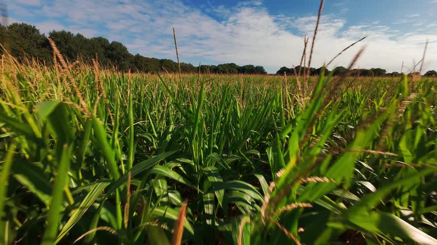 A slow backward tracking shot through a lush green cornfield on a sunny day with a blue sky