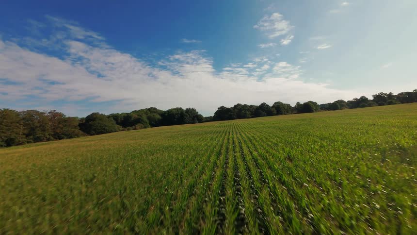 An exhilarating FPV drone flight soaring low over a vast, green cornfield with neat rows under a bright blue sky