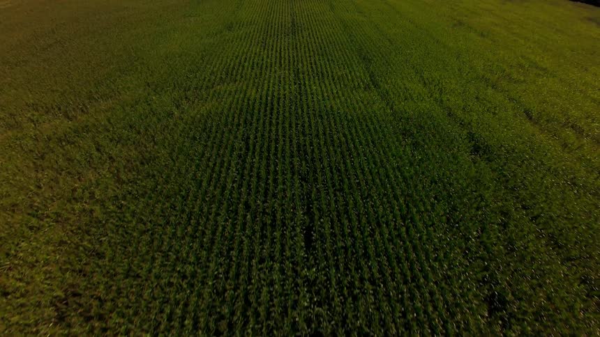 A slow aerial pullback reveals the vast expanse of a lush green cornfield with neatly planted rows