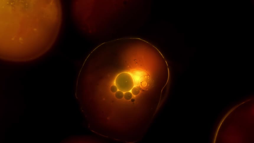 Intimate macro shot of a luminous, orange cell-like bubble glowing against a dark background