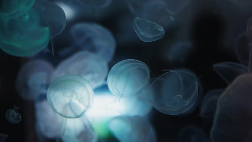 A mesmerizing close-up of translucent moon jellyfish floating and pulsing gracefully in dark water illuminated by a soft blue glow