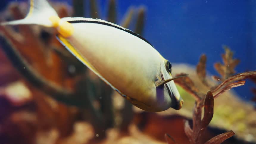 A close-up of a tropical Naso Tang surgeonfish with yellow and black markings eating seaweed in a blue aquarium