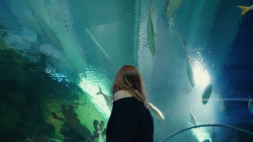 Awe-inspiring low-angle view of a woman watching schools of fish swim above her in a backlit aquarium tunnel
