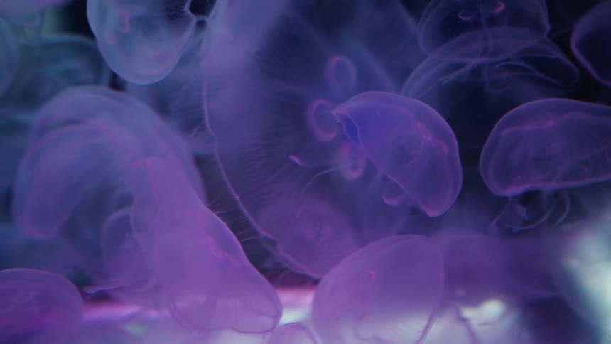 Ethereal purple jellyfish drift and float gracefully through the dark water of an aquarium tank