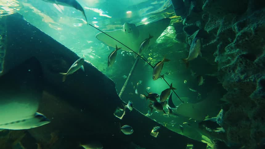 A tranquil low-angle view from within a large aquarium shows stingrays and schools of fish swimming gracefully overhead